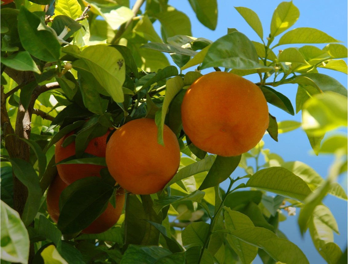 Cítricos y <br />
Frutos rojos