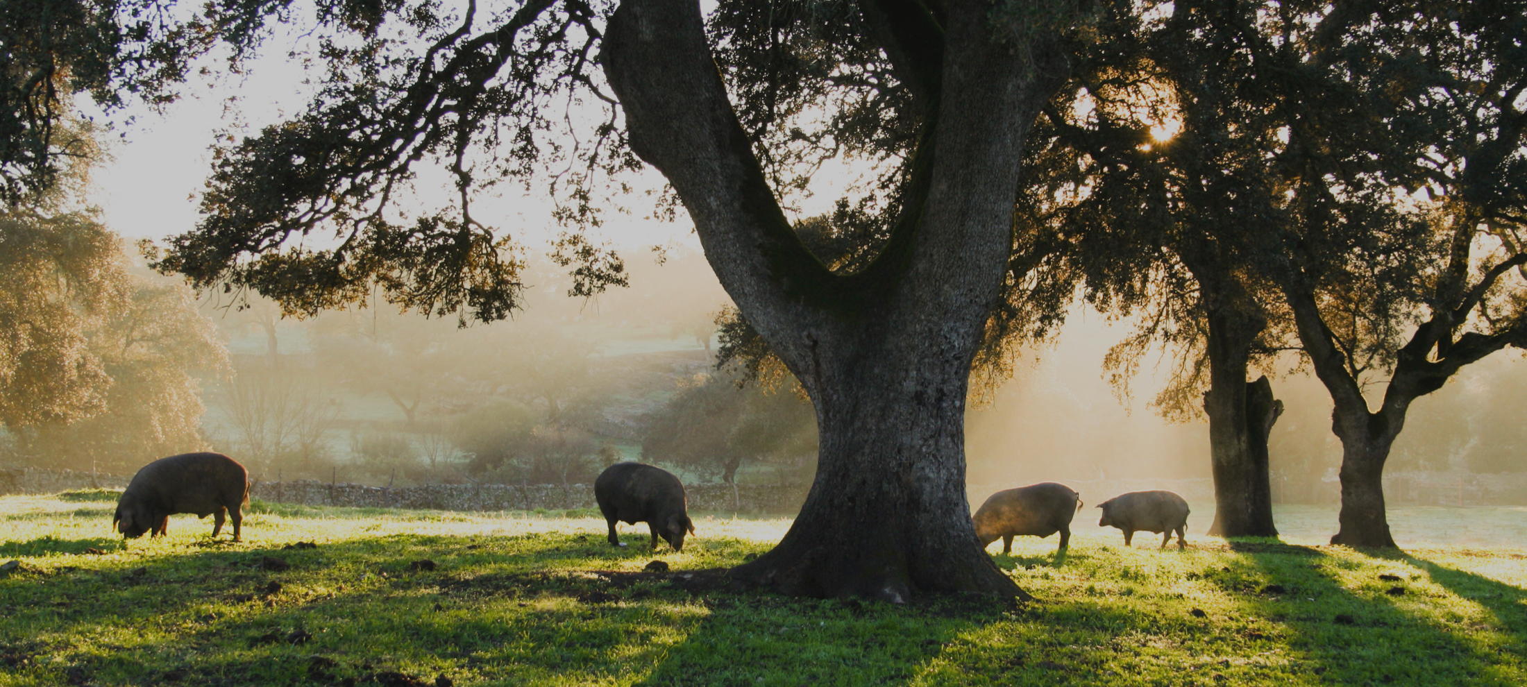 Sabores ancestrales,<br />
aromas auténticos