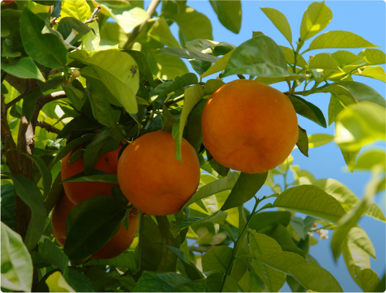 Cítricos y frutos rojos