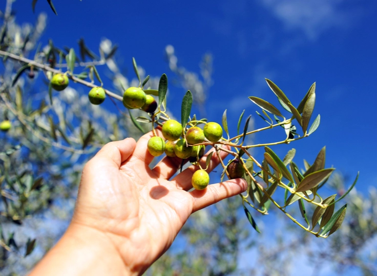 Oleoblanca Sociedad Cooperativa Andaluza